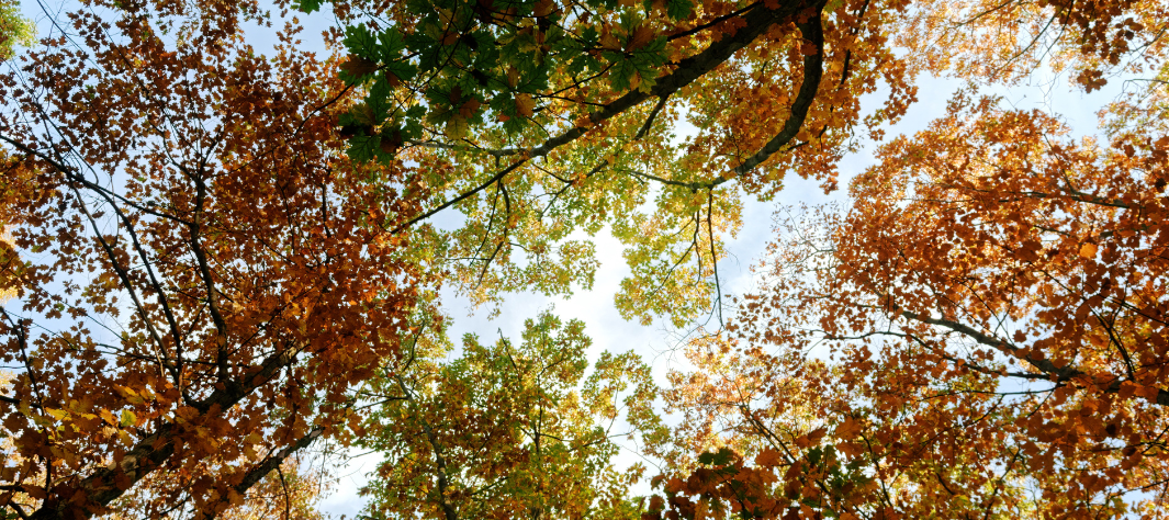 Che effetto fanno i cambi di stagione sul nostro organismo? Che effetto fanno i cambi di stagione sul nostro organismo?