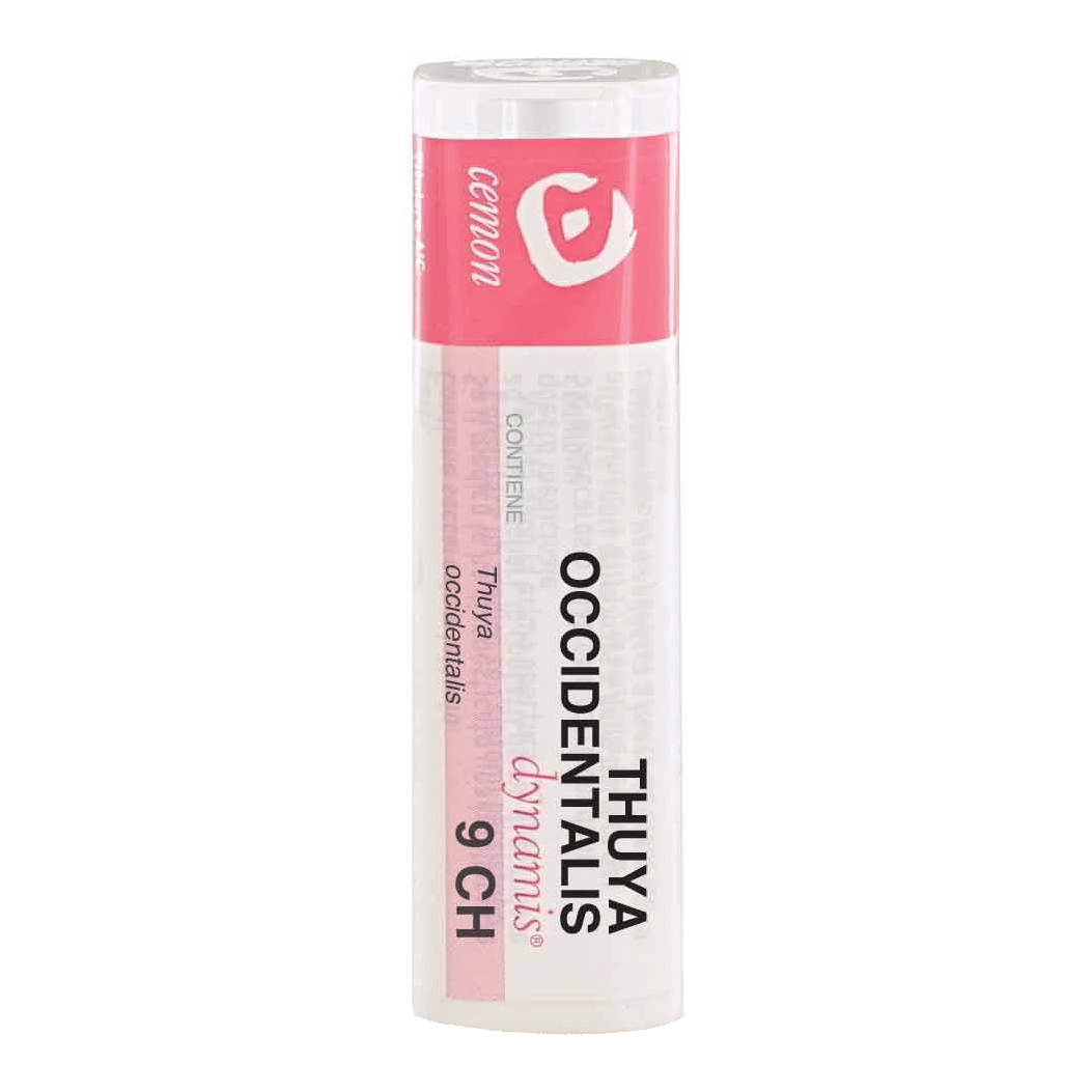 THUYA OCCIDENT 9CH GR - Immagine 6